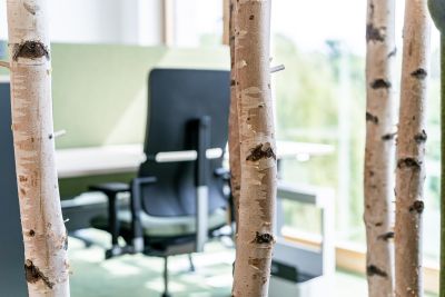 Birkenstämme für eine dekorative Raumstruktur