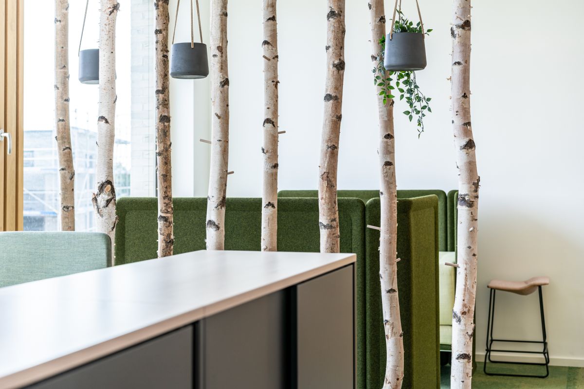 Dekorativer Raumteiler aus Birkenstämmen